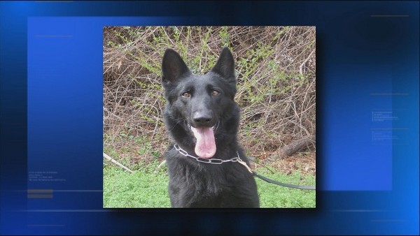 K9 Chase | Lee County Sheriff's Office, Virginia K9 Chase | Lee County Sheriff's Office, Virginia