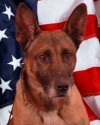 K9 Kilo | Anderson Police Department, Indiana