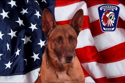 K9 Kilo | Anderson Police Department, Indiana K9 Kilo | Anderson Police Department, Indiana