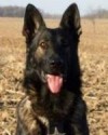 K9 Zak | Mercer County Sheriff's Office, Ohio