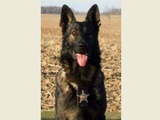 K9 Zak | Mercer County Sheriff's Office, Ohio K9 Zak | Mercer County Sheriff's Office, Ohio