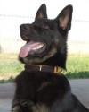 K9 Creed | Panama Police Department, Oklahoma