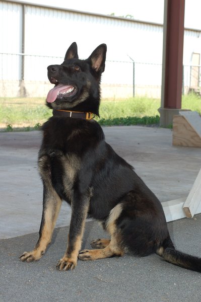 K9 Creed | Panama Police Department, Oklahoma K9 Creed | Panama Police Department, Oklahoma