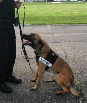 K9 Magnum | Anderson Police Department, Indiana K9 Magnum | Anderson Police Department, Indiana