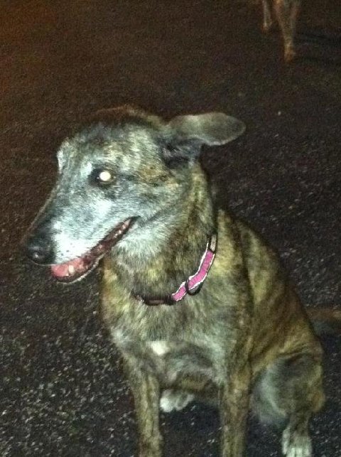 K9 Sasha | Warwick Police Department, Georgia K9 Sasha | Warwick Police Department, Georgia