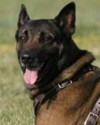 K9 Oozi | Broward County Sheriff's Office, Florida
