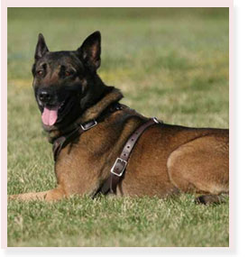 K9 Oozi | Broward County Sheriff's Office, Florida K9 Oozi | Broward County Sheriff's Office, Florida