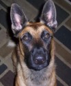 K9 Hector | Lafayette Parish Sheriff's Office, Louisiana
