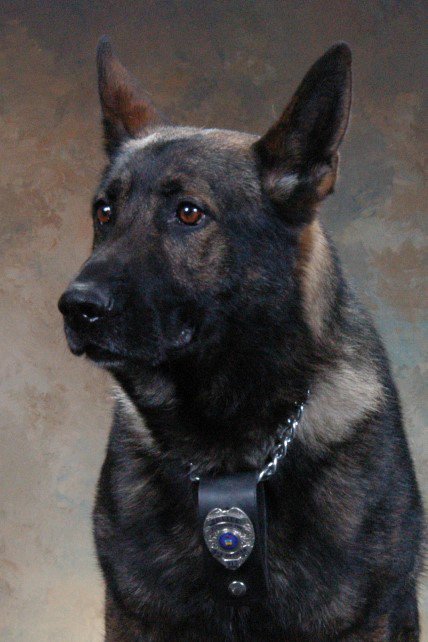 K9 Andy | Plymouth Township Police Department, Pennsylvania K9 Andy | Plymouth Township Police Department, Pennsylvania