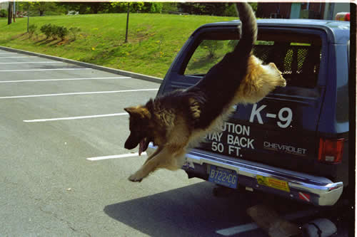 K9 Solo | Monmouth County Sheriff's Office, New Jersey K9 Solo | Monmouth County Sheriff's Office, New Jersey