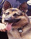 K9 Jupp | Pittsburgh Bureau of Police, Pennsylvania