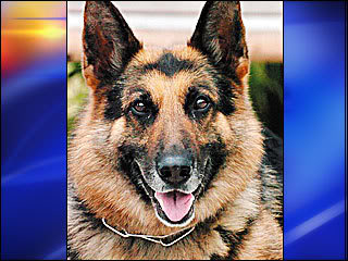 K9 Dakota | Vancouver Police Department, Washington K9 Dakota | Vancouver Police Department, Washington