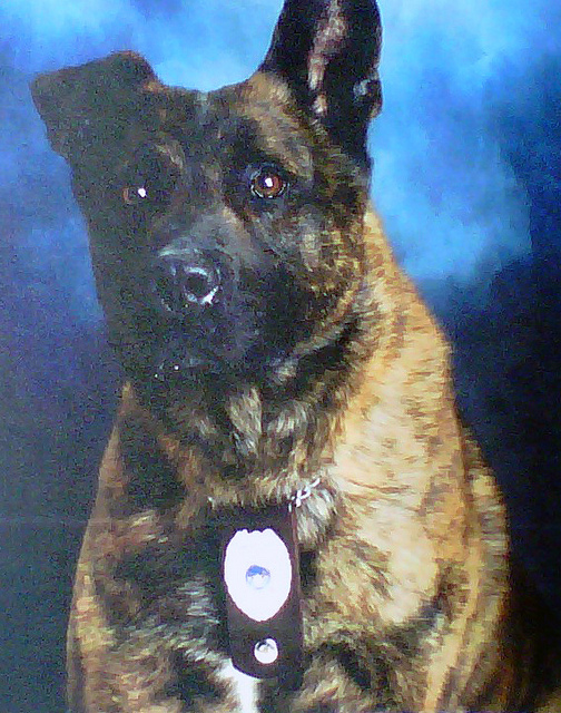 K9 Chico | New Castle Police Department, Pennsylvania K9 Chico | New Castle Police Department, Pennsylvania