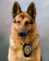 K9 Cezar | Joplin Police Department, Missouri
