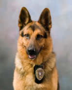 K9 Cezar | Joplin Police Department, Missouri K9 Cezar | Joplin Police Department, Missouri