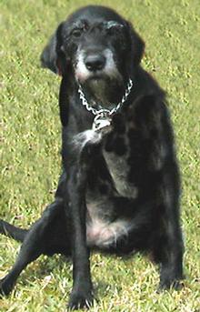 K9 Hieke | Coral Springs Police Department, Florida K9 Hieke | Coral Springs Police Department, Florida