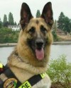 K9 Buddy | Bremerton Police Department, Washington