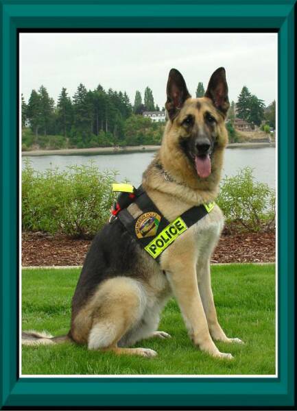 K9 Buddy | Bremerton Police Department, Washington K9 Buddy | Bremerton Police Department, Washington