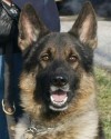 K9 Clif | Vineland Police Department, New Jersey
