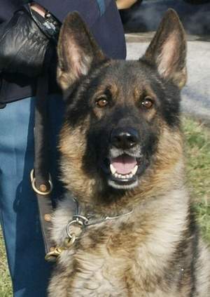 K9 Clif | Vineland Police Department, New Jersey K9 Clif | Vineland Police Department, New Jersey