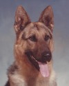 K9 Ingo | Metro Nashville Police Department, Tennessee