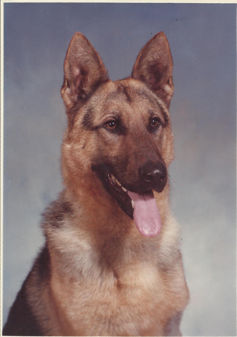 K9 Ingo | Metro Nashville Police Department, Tennessee K9 Ingo | Metro Nashville Police Department, Tennessee