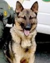 K9 Morgan | Mendocino County Sheriff's Office, California