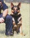 K9 Ando | LaGrange Police Department, Georgia