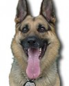 K9 Ikon | Everett Police Department, Washington