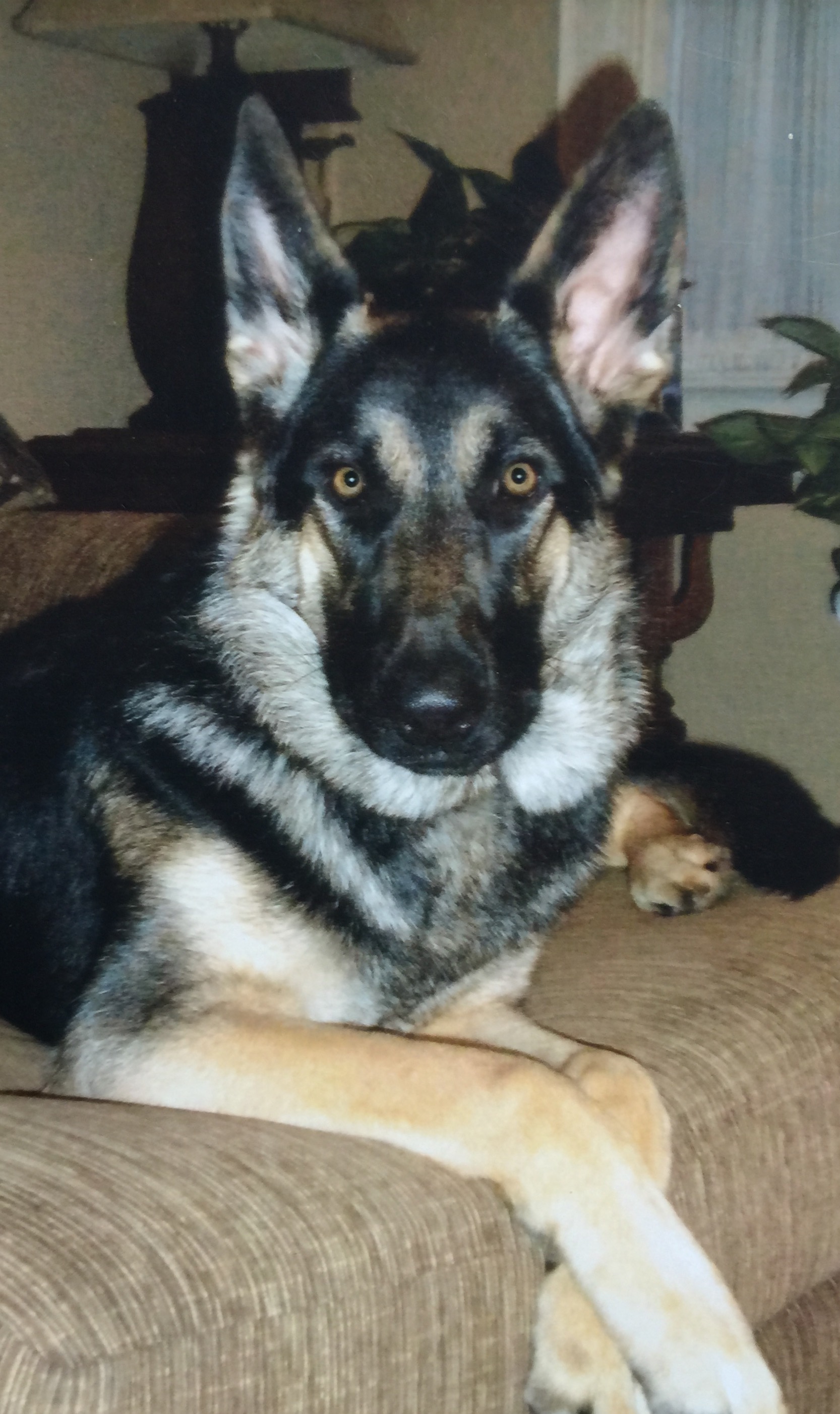 K9 Ando | Marion County Sheriff's Office, Indiana K9 Ando | Marion County Sheriff's Office, Indiana