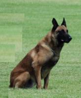 K9 Rocky | Anoka County Sheriff's Office, Minnesota K9 Rocky | Anoka County Sheriff's Office, Minnesota
