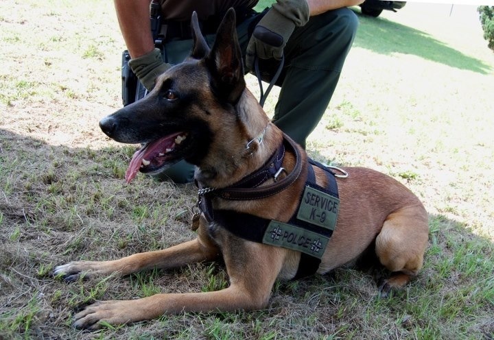K9 Nash | United States Department of Justice - Bureau of Alcohol, Tobacco, Firearms and Explosives, U.S. Government K9 Nash | United States Department of Justice - Bureau of Alcohol, Tobacco, Firearms and Explosives, U.S. Government