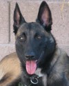 K9 Ivan | Tucson Police Department, Arizona