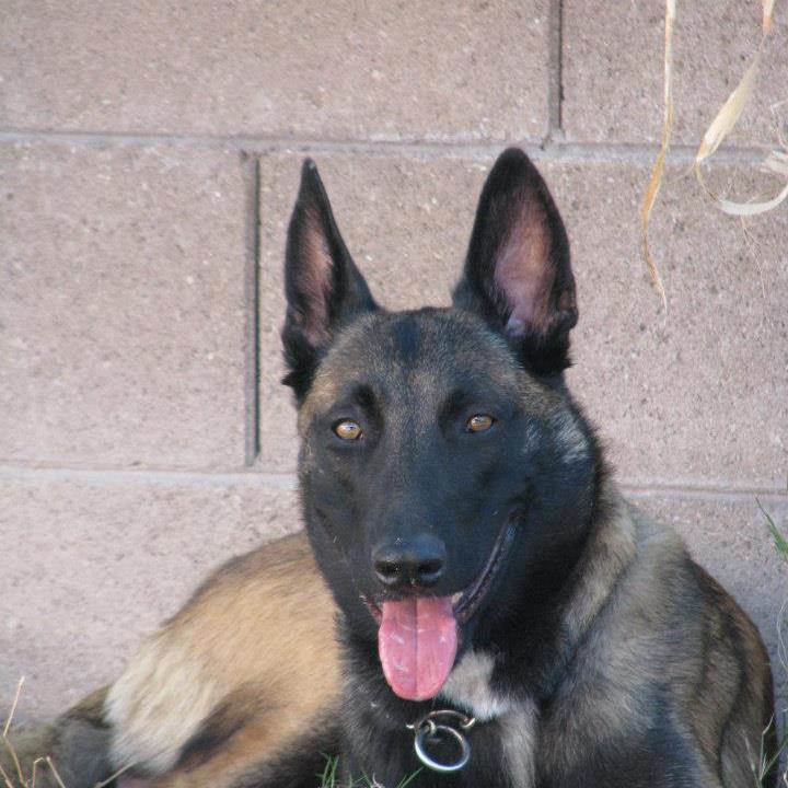 K9 Ivan | Tucson Police Department, Arizona K9 Ivan | Tucson Police Department, Arizona