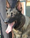 K9 Fargo | Richland County Sheriff's Department, South Carolina