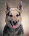 K9 Tramp | Plymouth Township Police Department, Pennsylvania