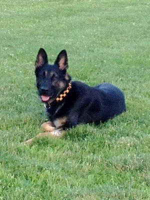 K9 Maxo | United States Department of Homeland Security - United States Secret Service Uniformed Division, U.S. Government K9 Maxo | United States Department of Homeland Security - United States Secret Service Uniformed Division, U.S. Government