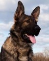 K9 Ape | United States Department of Justice - Federal Bureau of Investigation, U.S. Government