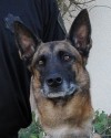 K9 Mattie | California Department of Corrections and Rehabilitation, California