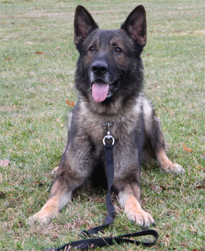 K9 Rocky | New Canaan Police Department, Connecticut K9 Rocky | New Canaan Police Department, Connecticut