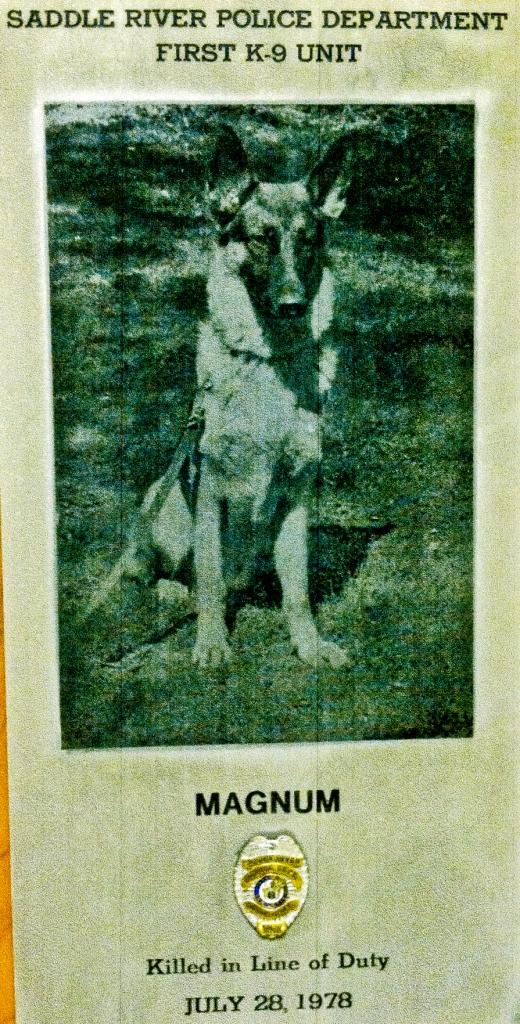 K9 Magnum | Saddle River Police Department, New Jersey K9 Magnum | Saddle River Police Department, New Jersey