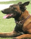K9 Ronin | Glendale Police Department, Arizona