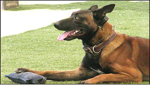 K9 Ronin | Glendale Police Department, Arizona K9 Ronin | Glendale Police Department, Arizona