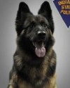 K9 Kilo | Indiana State Police, Indiana