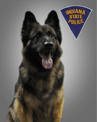 K9 Kilo | Indiana State Police, Indiana K9 Kilo | Indiana State Police, Indiana