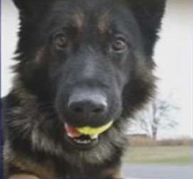 K9 Kilo | Indiana State Police, Indiana K9 Kilo | Indiana State Police, Indiana