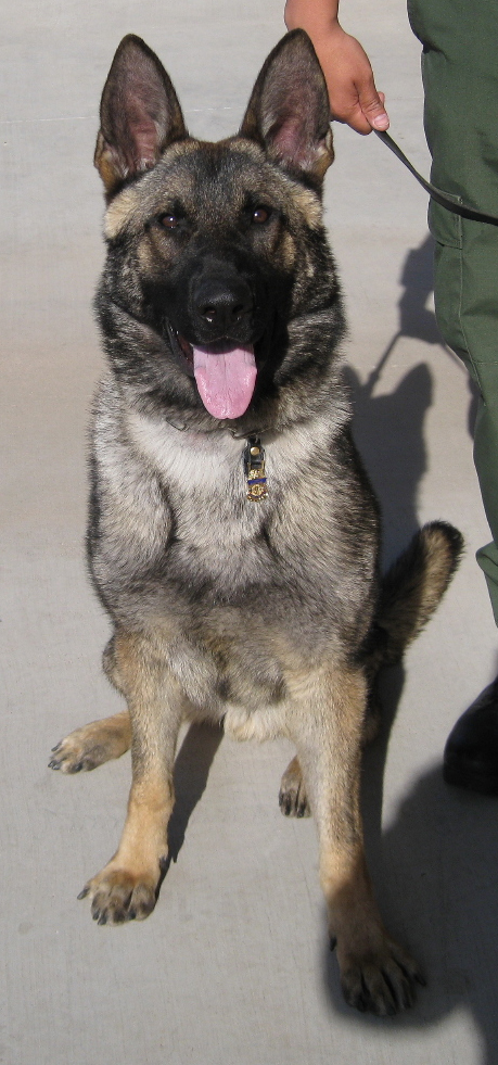 K9 Sani | United States Department of Homeland Security - Customs and Border Protection - United States Border Patrol, U.S. Government K9 Sani | United States Department of Homeland Security - Customs and Border Protection - United States Border Patrol, U.S. Government