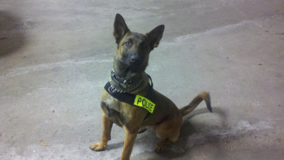 K9 Kali | Peru Police Department, Illinois K9 Kali | Peru Police Department, Illinois