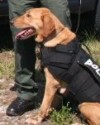 K9 Gus | Florida Fish and Wildlife Conservation Commission, Florida K9 Gus | Florida Fish and Wildlife Conservation Commission, Florida