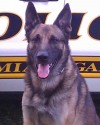 K9 Max | Miami Gardens Police Department, Florida